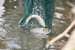 NYC Parks and WCS Release 400 Herring in the Bronx River
